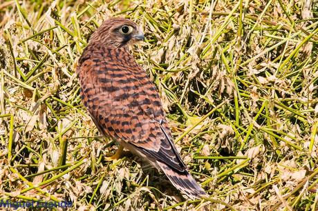 POR LOS CAMPOS DE NAVARRA-DE LA RICOTI AL CERNÍCALO