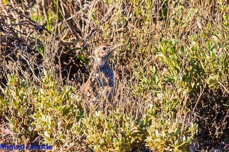 POR LOS CAMPOS DE NAVARRA-DE LA RICOTI AL CERNÍCALO