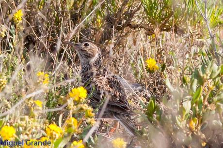 POR LOS CAMPOS DE NAVARRA-DE LA RICOTI AL CERNÍCALO