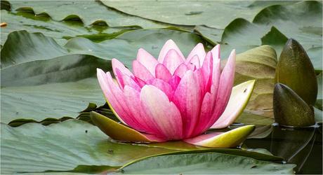 RESOLUCIÓN FINAL, II CONCURSO DE FOTOGRAFÍA JARDINERA DE FORMAJARDIN