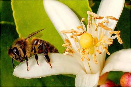 RESOLUCIÓN FINAL, II CONCURSO DE FOTOGRAFÍA JARDINERA DE FORMAJARDIN