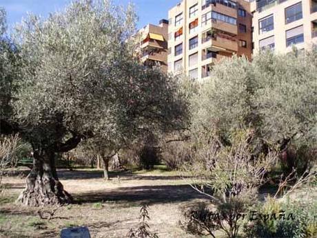 El Olivar de Castillejo