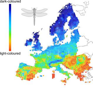 En este mapa muestra como la distribución geográfica de las libélulas depende de su color y la temperatura. El sur de Europa está dominado por especies de color claro mientras que en el norte predominan las variedades oscuras (Zeuss et al.)