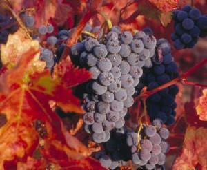 Uva zinfandel