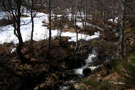 Parte del camino discurre cerca del rio y va introduciéndose en un hayedo. Foto: Sara Gordón