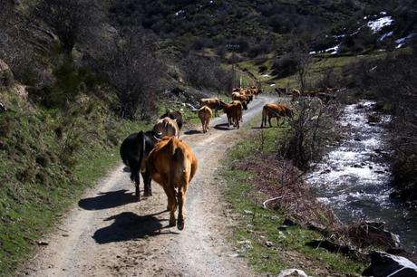 Las vacas nos guiaron durante la mitad de la ruta. Foto: Sara Gordón