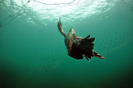 Confirmamos el descalabro de la población nidificante de cormorán moñudo en Asturies