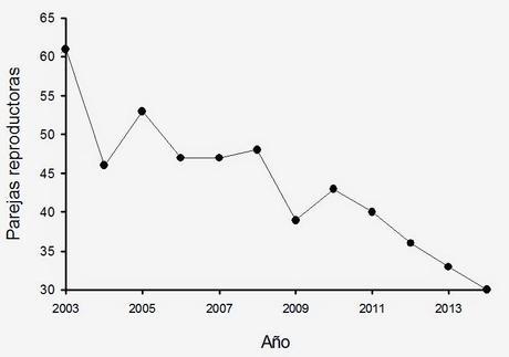 Confirmamos el descalabro de la población nidificante de cormorán moñudo en Asturies Confirmamos el descalabro de la población nidificante de cormorán moñudo en Asturies