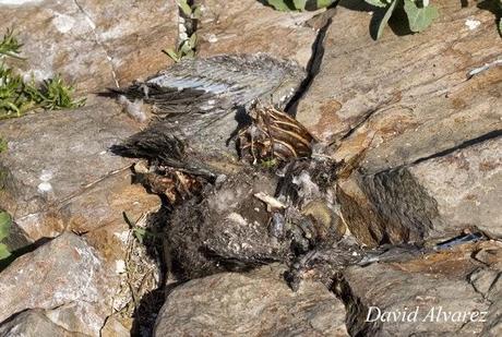 Confirmamos el descalabro de la población nidificante de cormorán moñudo en Asturies