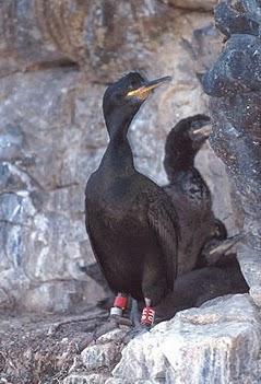 Confirmamos el descalabro de la población nidificante de cormorán moñudo en Asturies Confirmamos el descalabro de la población nidificante de cormorán moñudo en Asturies