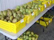 Desde Huarochirí: PROPONEN CHIRIMOYA APROVECHE PARA HACER PRODUCTOS VALOR AGREGADO…