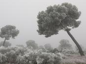 IKEBANA, fotografía silencio Descubrimientos PHE14