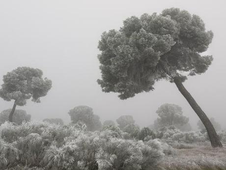 1-Ikebana Tree Ice Satriani