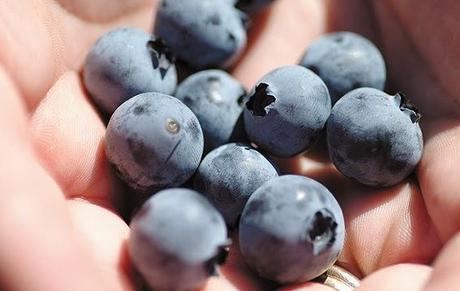 Todo lo que tienes que saber de los arándanos