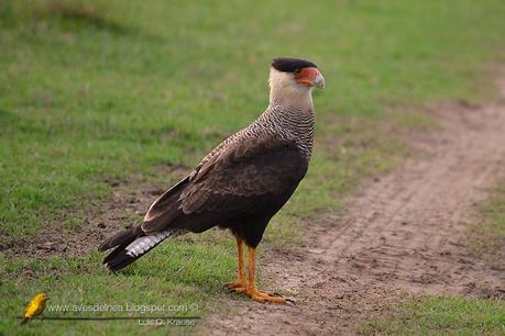 Carancho (Southern-crested Caracara) Caracara plancus