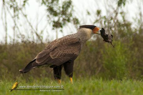 Carancho (Southern-crested Caracara) Caracara plancus