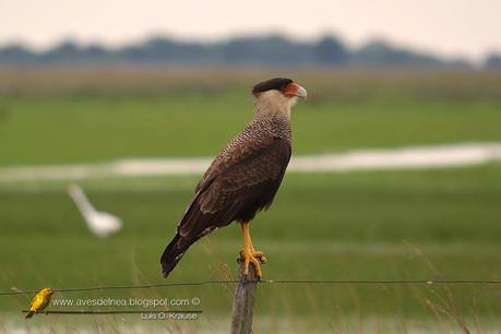 Carancho (Southern-crested Caracara) Caracara plancus