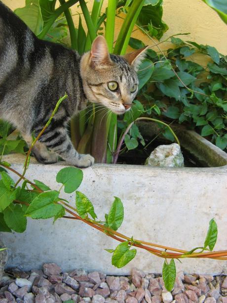 Coser no coso, pero hacer costureros.....