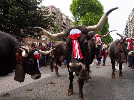 Más de 600 vacas de 38 cabañas han participado en la “Pasá” de ganado tudanco por Santander