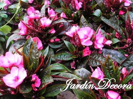 garden-center-alegría-guineana