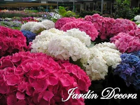 garden-center-hortensias