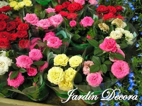 garden-center-alegría-rosales-mini