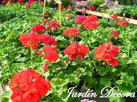 garden-center-geranios