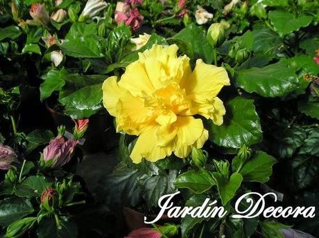 garden-center-hibiscus