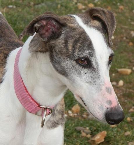 DALLAS, PRECIOSA GALGA EN ADOPCIÓN. (MADRID)