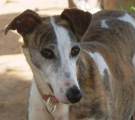 DALLAS, PRECIOSA GALGA EN ADOPCIÓN. (MADRID)