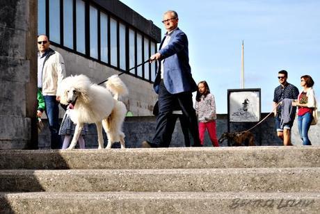 Paisajes de Gijón y el TBM, una excusa para seguir en movimiento perro gijón