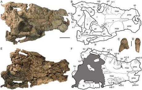 cráneo de Anthracosuchus balrogus