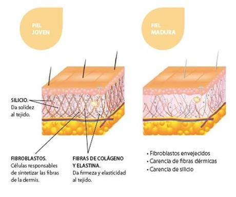Tratamiento Antiedad Reafirmante Firm & Tone de Montibello