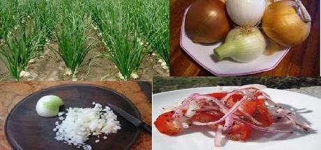 LA CEBOLLA Y SUS VIRTUDES