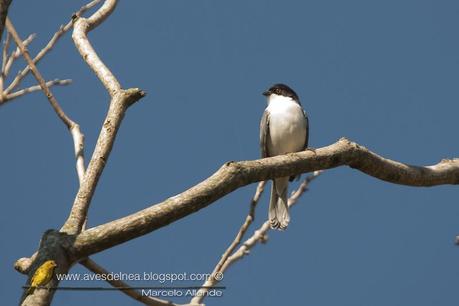 Monterita cabeza negra (Black-capped Warbling-Finch) Poospiza melanoleuca