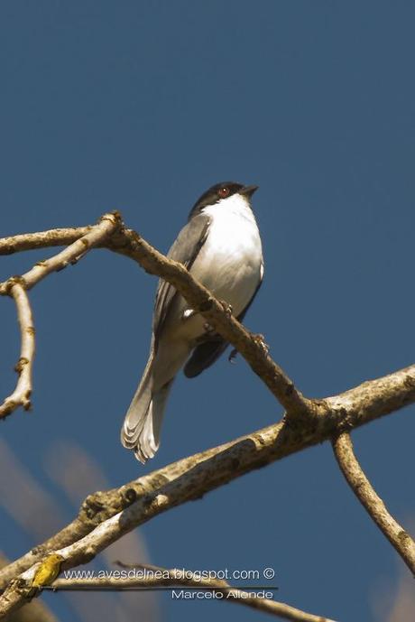 Monterita cabeza negra (Black-capped Warbling-Finch) Poospiza melanoleuca