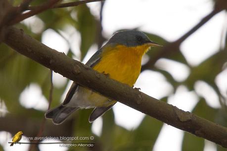 Pitiayumí  (Tropical Parula) Setophaga pitiayumi