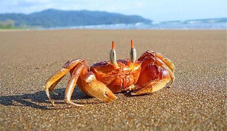 cangrejeras masculinas