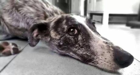 LORD EN ADOPCIÓN. (MADRID)