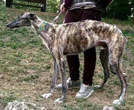 LORD EN ADOPCIÓN. (MADRID)