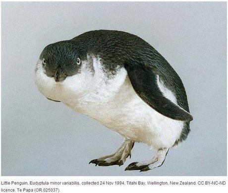 little-penguin-te-papa-museum