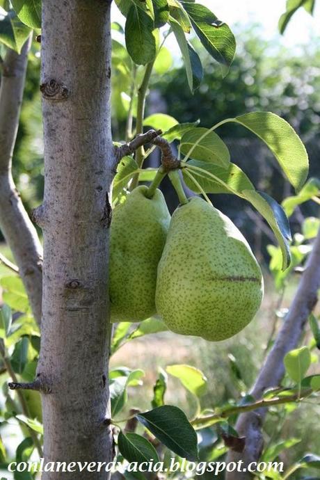 TRES RECETAS DE MERMELADA DE PERA