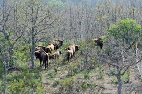 bisonte-europeo-libertad