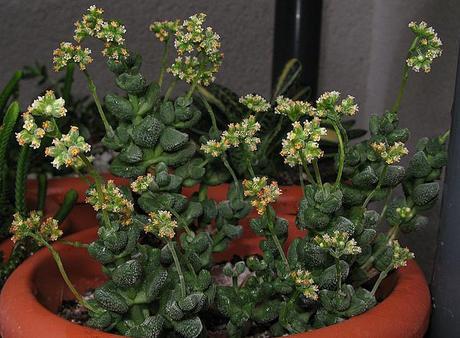 Crassula elegans  ( Crassula mesembriantoides Schöenland & Baker 1902 )