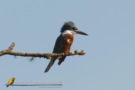 Martín pescador grande (Ringed Kingfisher) Megaceryle torquata