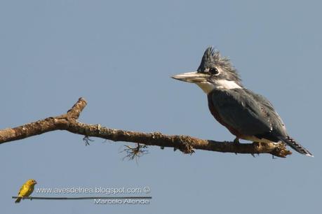 Martín pescador grande (Ringed Kingfisher) Megaceryle torquata