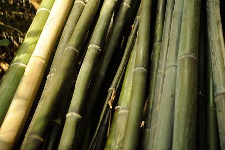 Bambú Bambú