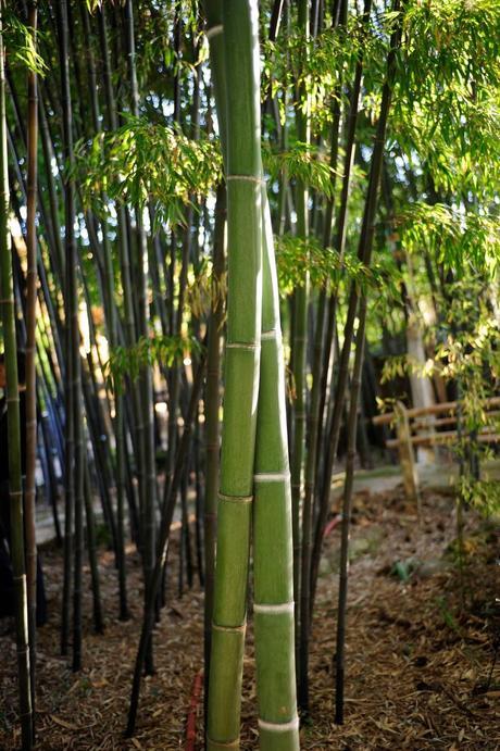 Bambú Bambú