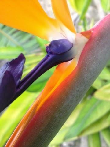 Ave del paraiso Ave del paraiso