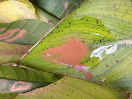 Ave del paraiso Ave del paraiso